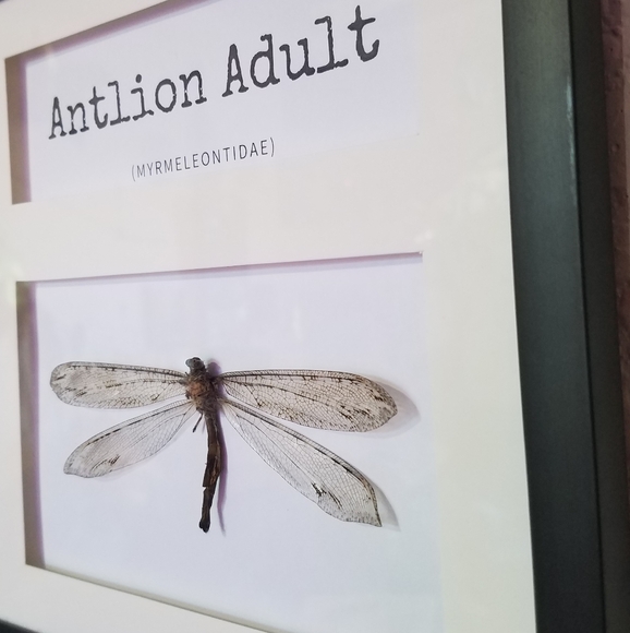Framed Specimen- Antlion Adult - Picture 2 of 8